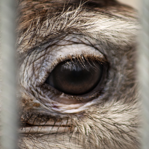 Plants: image 3 0f 20 thumb