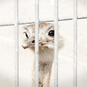 Plants: image 4 0f 20 thumb