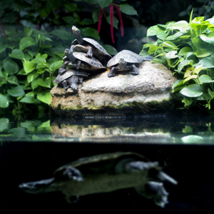 Plants: image 5 0f 20 thumb