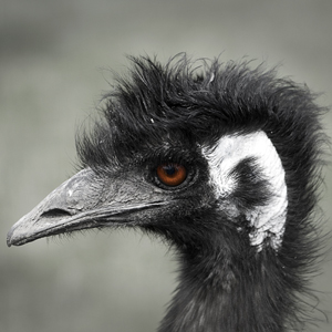 Plants: image 6 0f 20 thumb