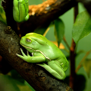 Plants: image 1 0f 20 thumb