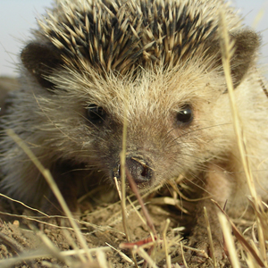 Plants: image 2 0f 20 thumb