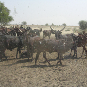 Plants: image 3 0f 20 thumb