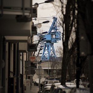 Plants: image 3 0f 20 thumb